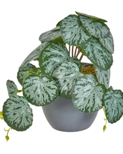 Kunstpflanze Calathea verschiedene Ausführungen-KiK Onlineshop Cheap