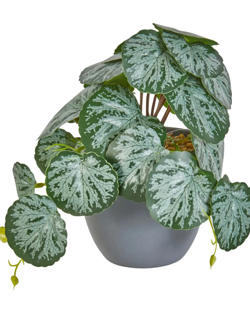 Kunstpflanze Calathea verschiedene Ausführungen-KiK Onlineshop Cheap