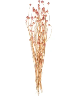Trockenblumenstrauß Gomphrena ca. 59 cm-KiK Onlineshop Outlet